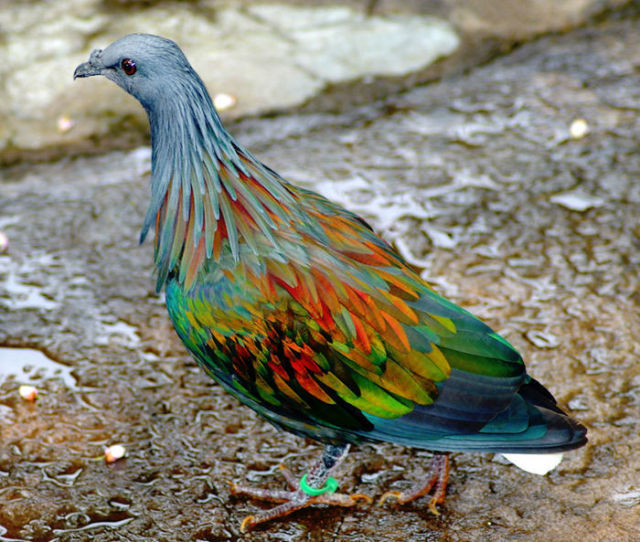 20种不常见的彩色动物，你见过几个？| jiaren.org