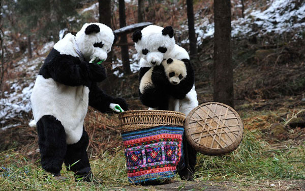 17个证据证明熊猫一直在耍我们| jiaren.org