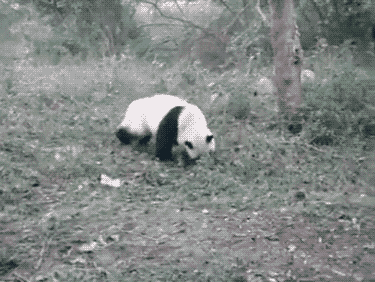 17个证据证明熊猫一直在耍我们| jiaren.org