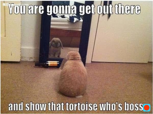 005-funny-captions-017-bunny-you