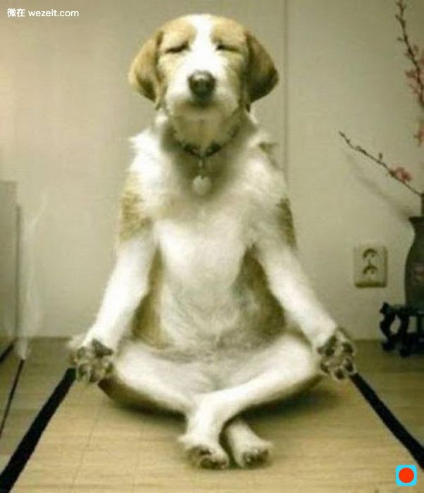 perro-meditando