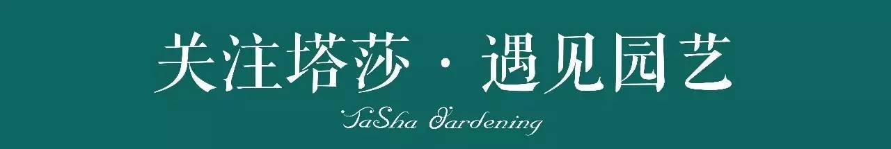 彩色马蹄莲种植指南