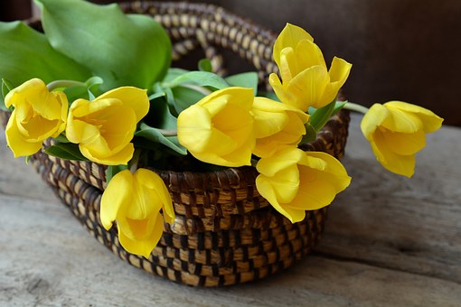 郁金香, 切花, 花篮, 购物篮, 鲜花, 黄色的花朵, 春天的花朵, 黄色