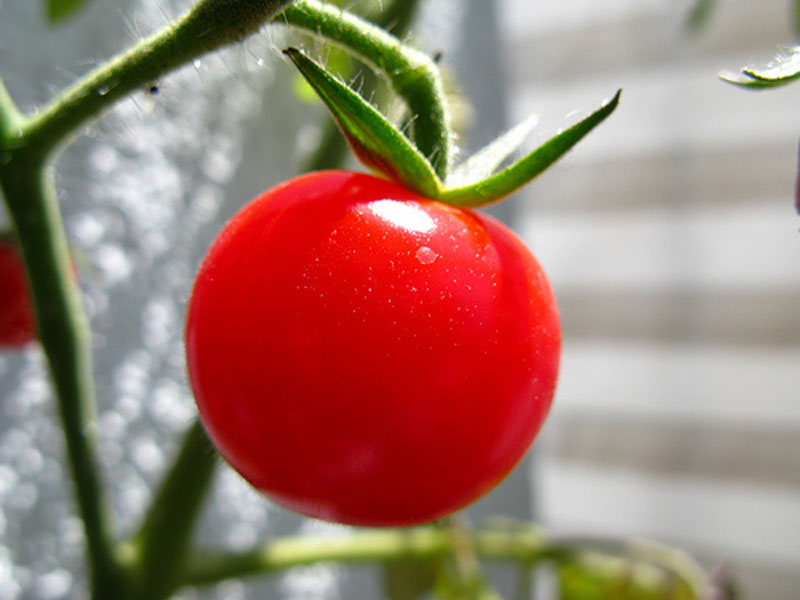番茄工作法：一个番茄如何让你工作更有效率